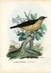 ソングスラッシュ、1863-79 作： Raimundo Petraroja
